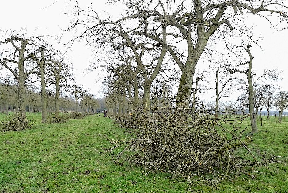 Hoogstam Boomgaard Krommerijn Landschap